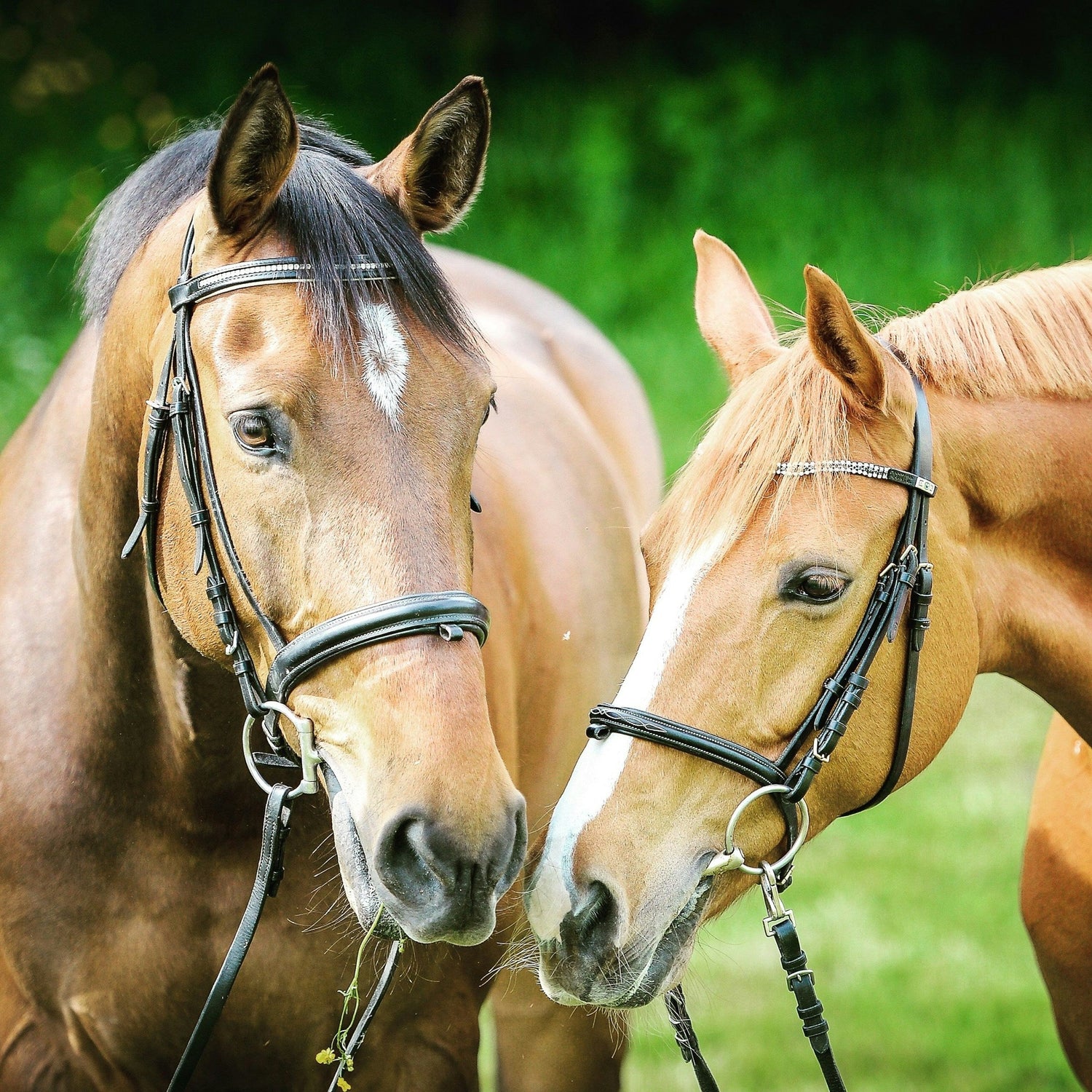 Equestrian