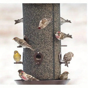 United States / black Giant combination screen bird feeder, 10 lb capacity, built-in drain, screw cap design, easy to fill Giant combination screen bird feeder, 10 lb capacity, built-in drain, screw cap design, easy to fill